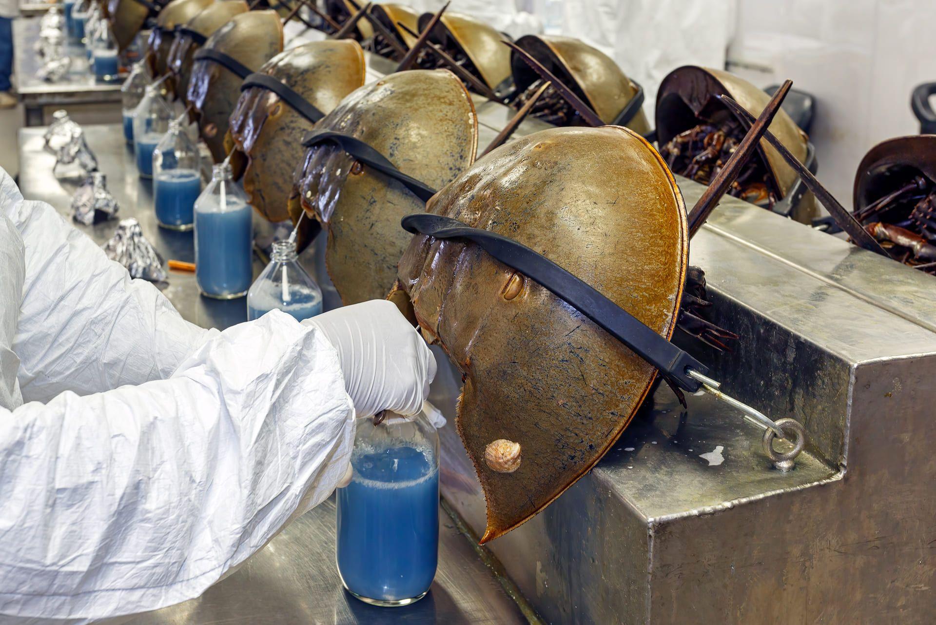 What do we need to know about horseshoe crabs that have saved millions of human lives?