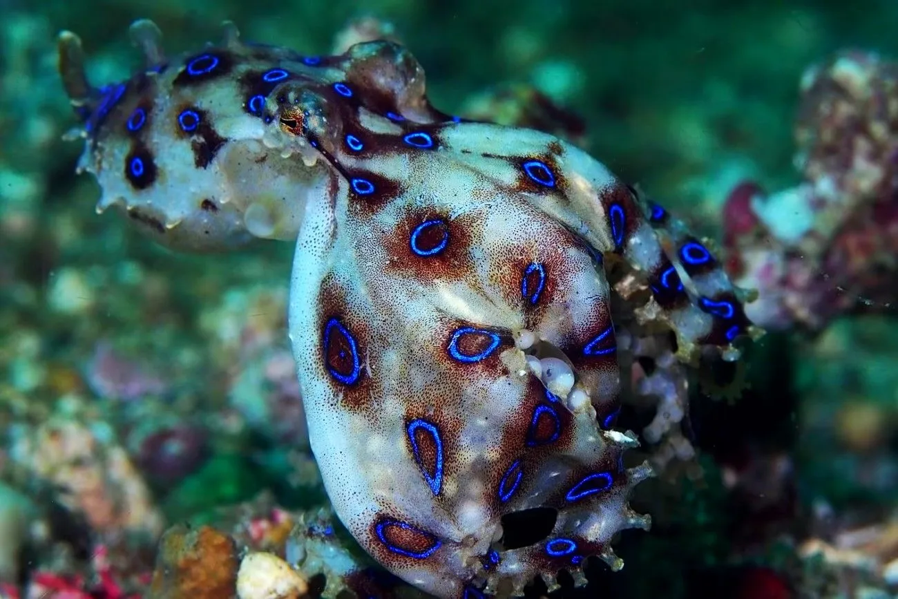 Blue-Ringed Octopus.jpg?format=webp