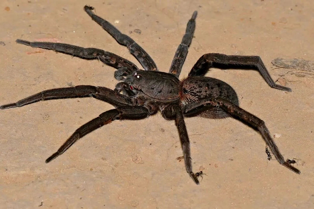 Brazilian Wandering Spider.jpg?format=webp