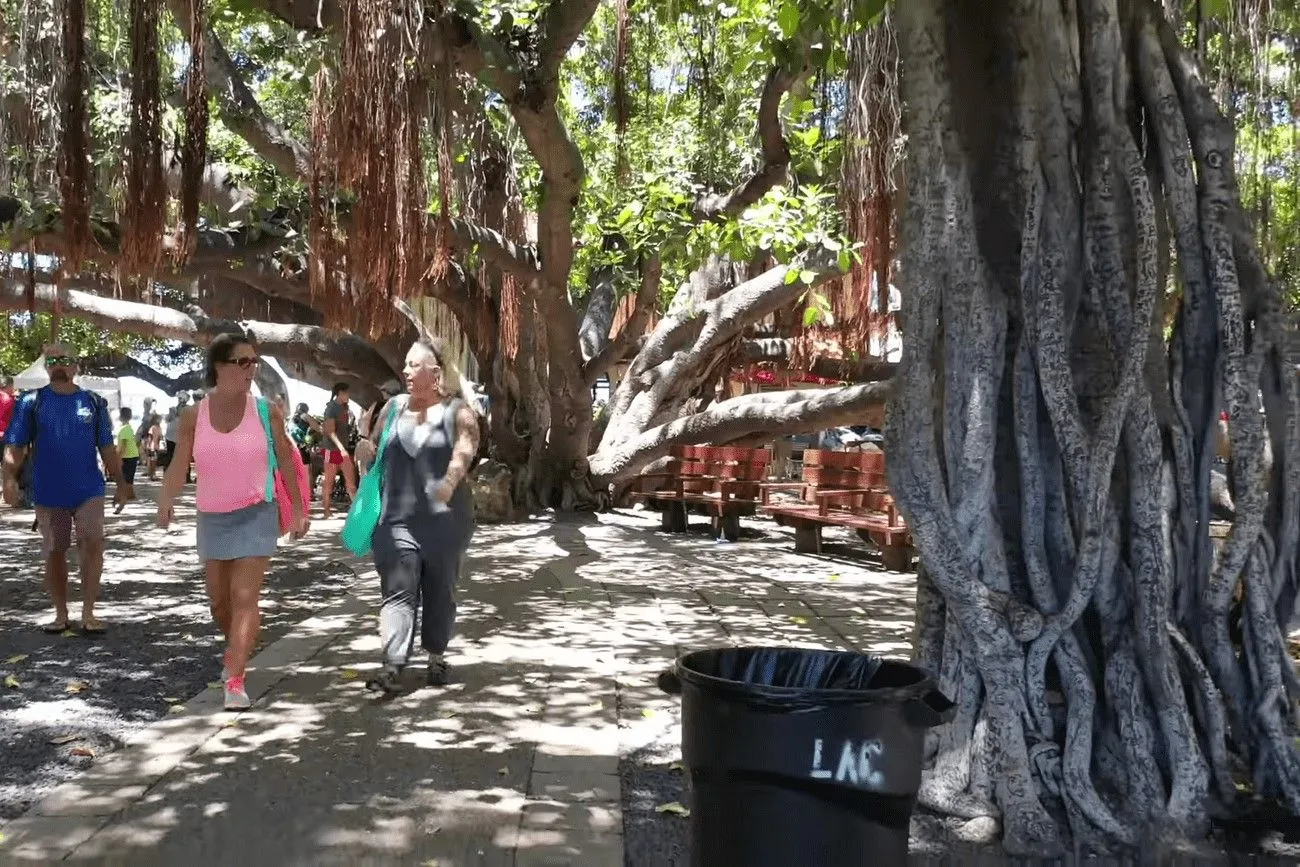 Hawaii is home to the largest banyan tree in the US.jpg?format=webp