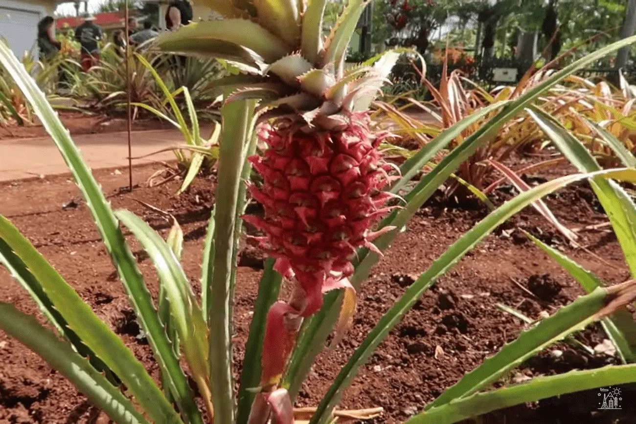 Oahu is home to the biggest pineapple maze in the world.jpg?format=webp