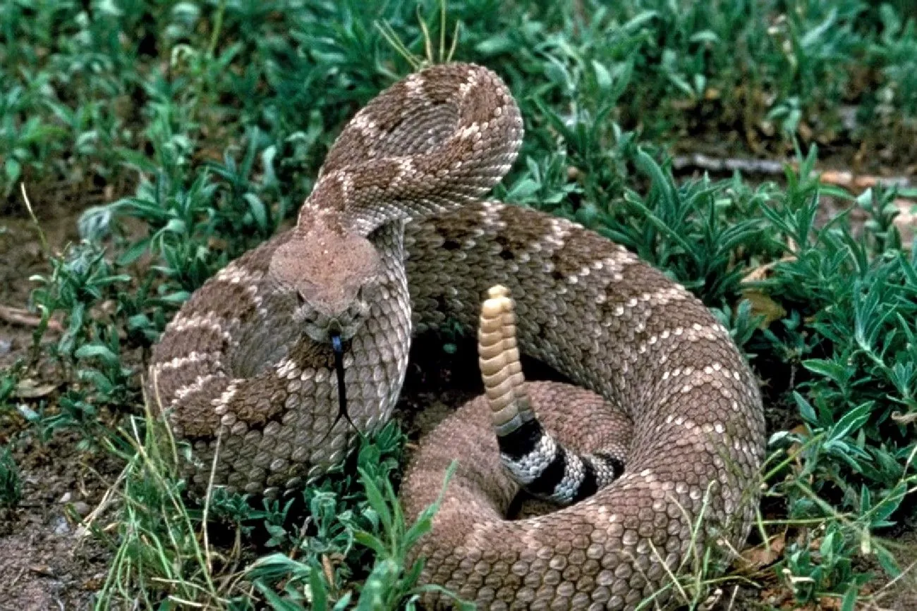 Rattlesnake.jpg?format=webp