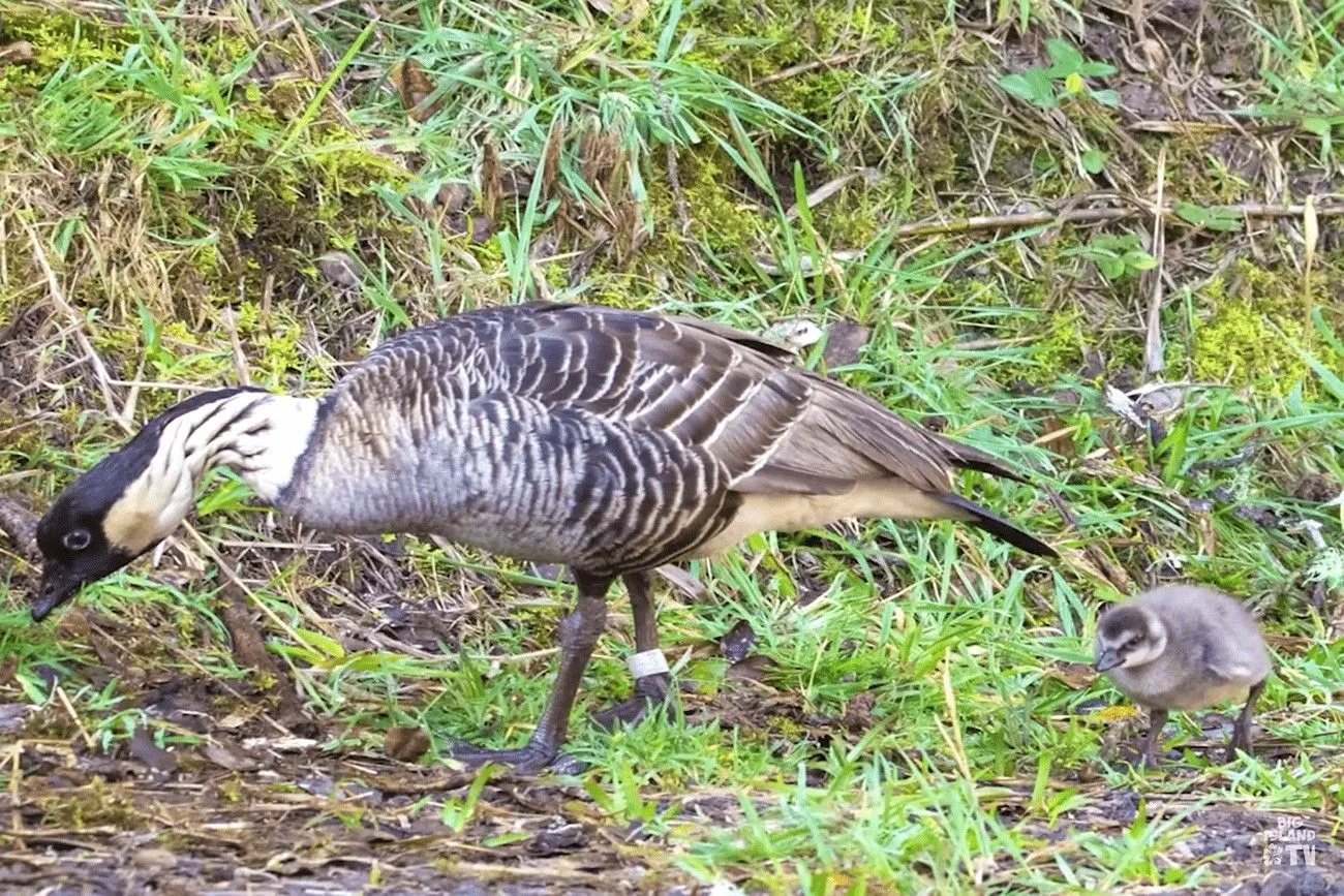 The Hawaiian goose, Nene.jpg?format=webp