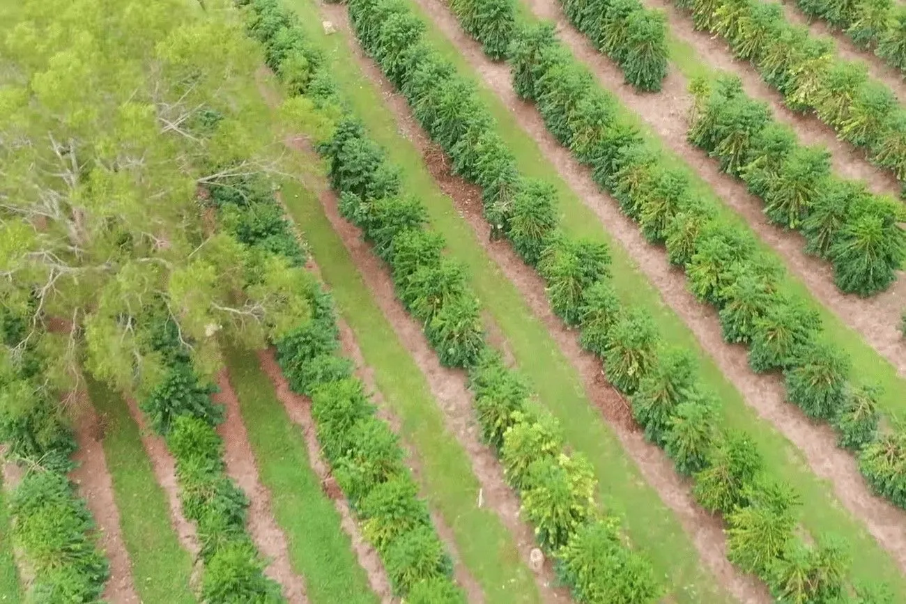 The only US state where coffee is grown is Hawaii.jpg?format=webp