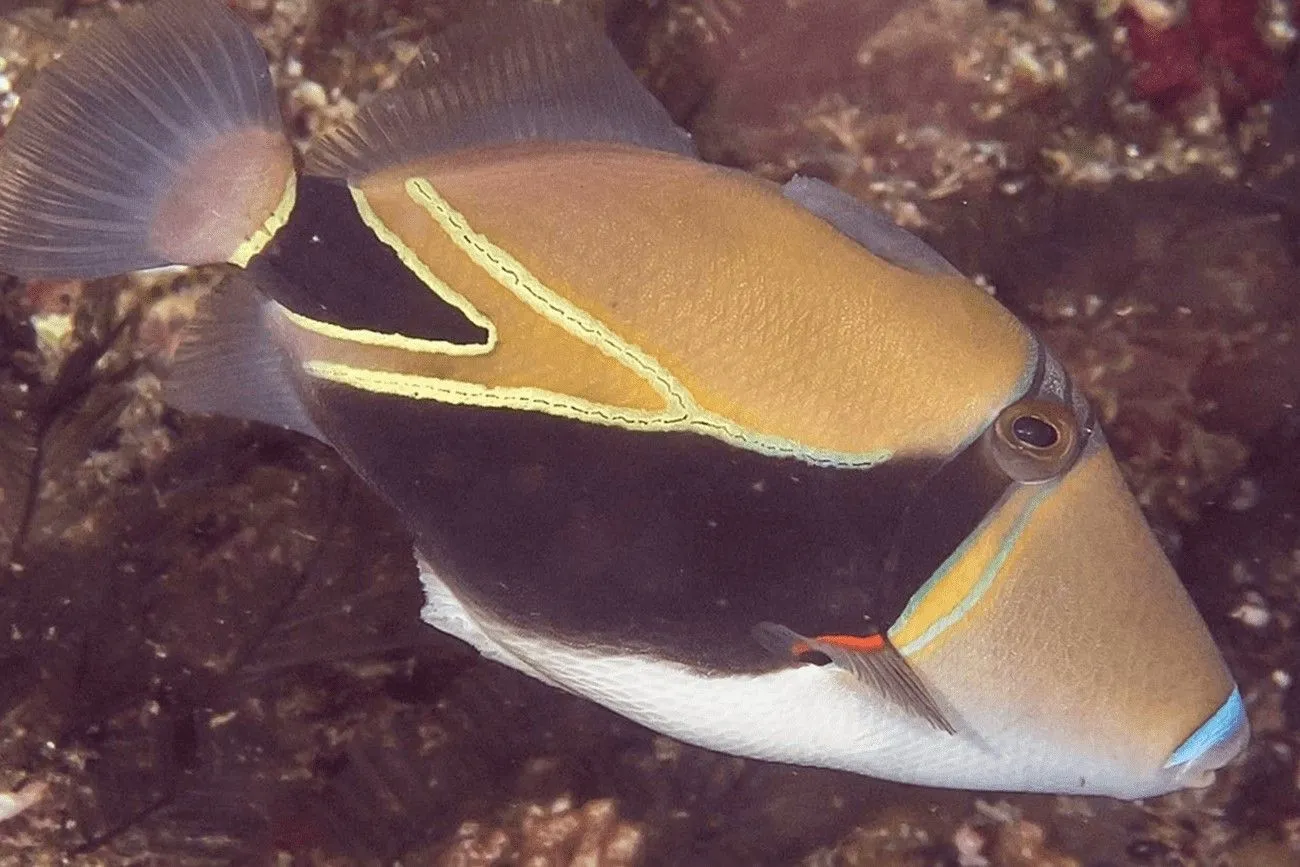 The state fish of Hawaii is a reef triggerfish, known as humuhumunukunukupuaa.jpg?format=webp