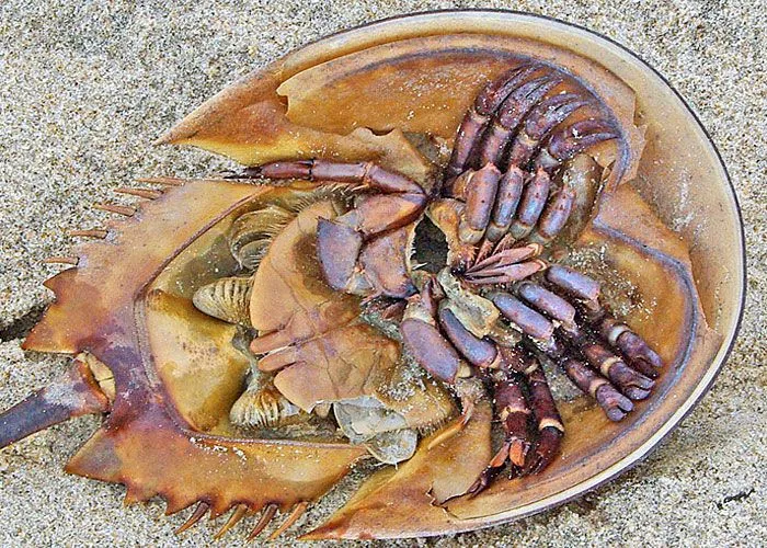 horseshoe crab.jpeg?format=webp